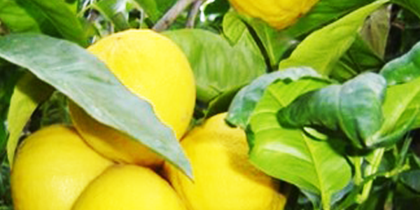 bergamotto frutto fresco al