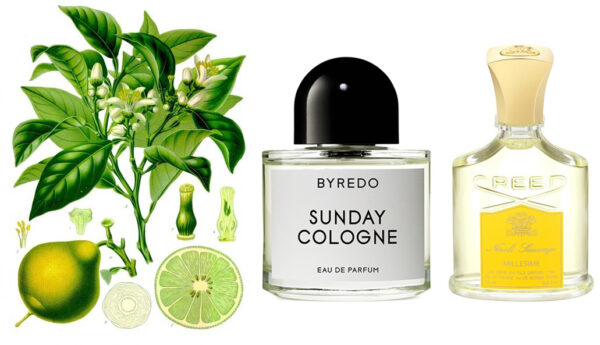 a-profumi-bergamotto