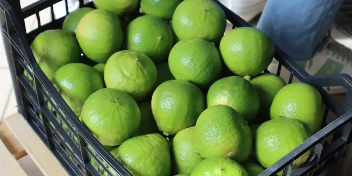 bergamotto-reggio-calabria bergamotcalabria