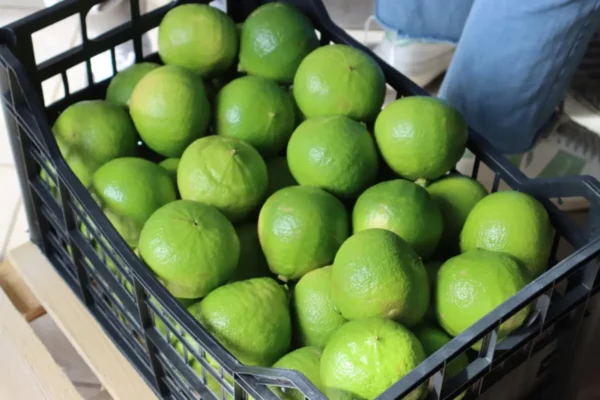 bergamotto-reggio-calabria bergamotcalabria