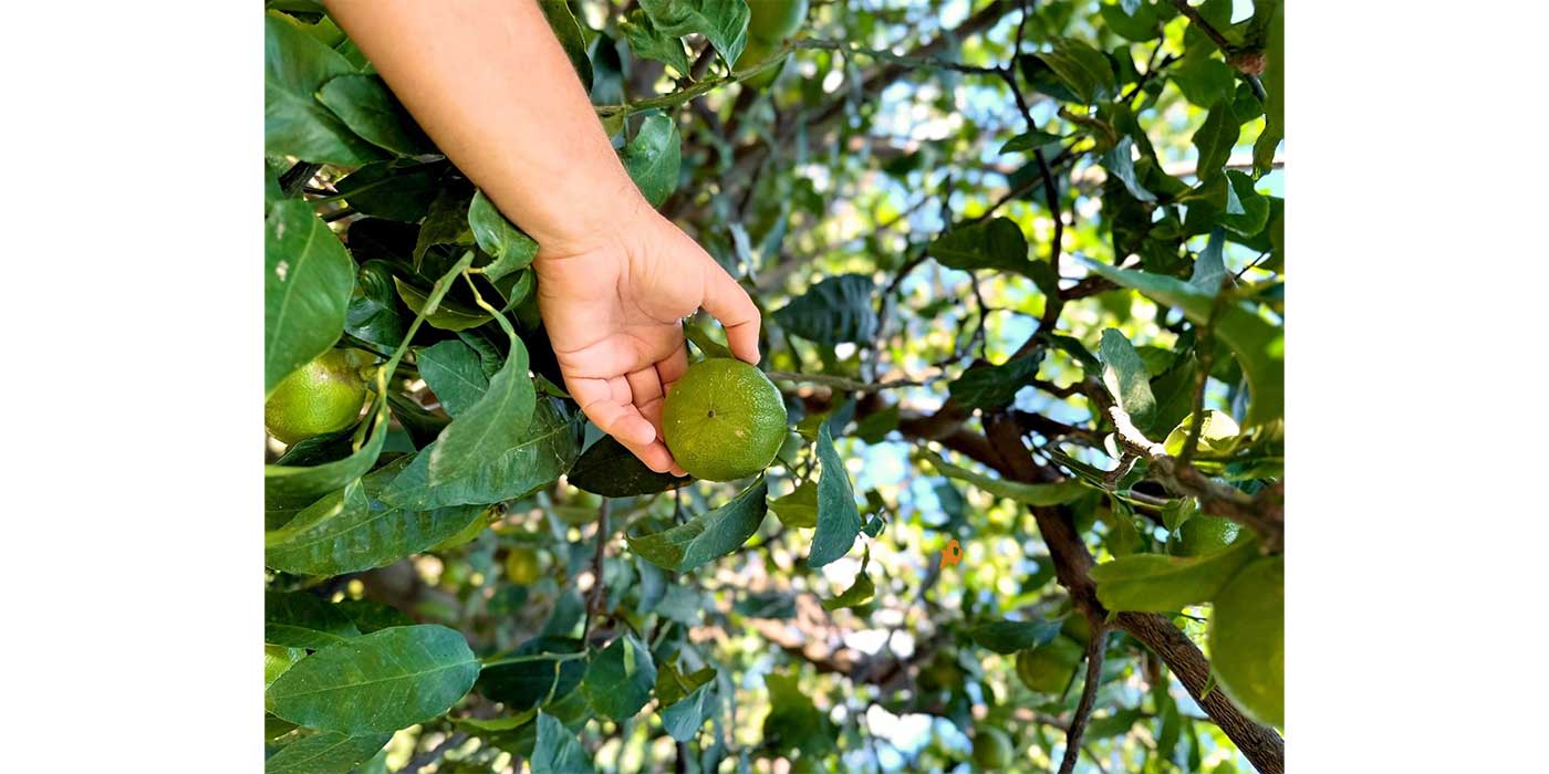 bergamot-raccolta raccolta bergamotto frutto fresco cosecha de la bergamota fresca