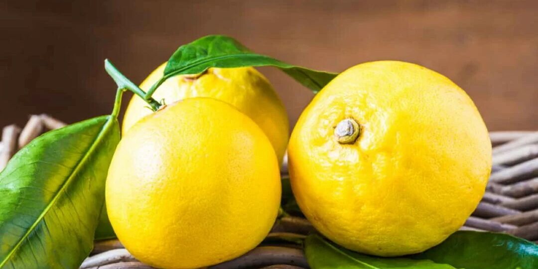 bergamotto_frutti-1080×675