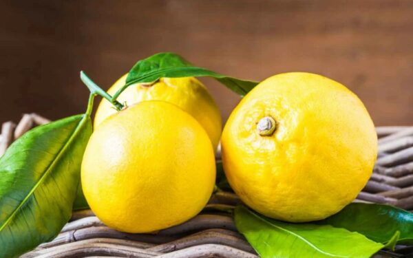 bergamotto_frutti-1080×675