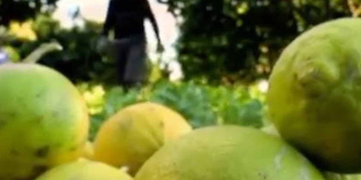 Il-bergamotto-e-gli-effetti-positivi-sulla-salute