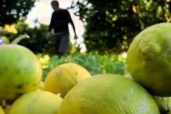 Il-bergamotto-e-gli-effetti-positivi-sulla-salute